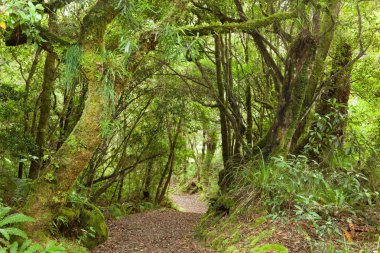 Pathway through rainforest clipart