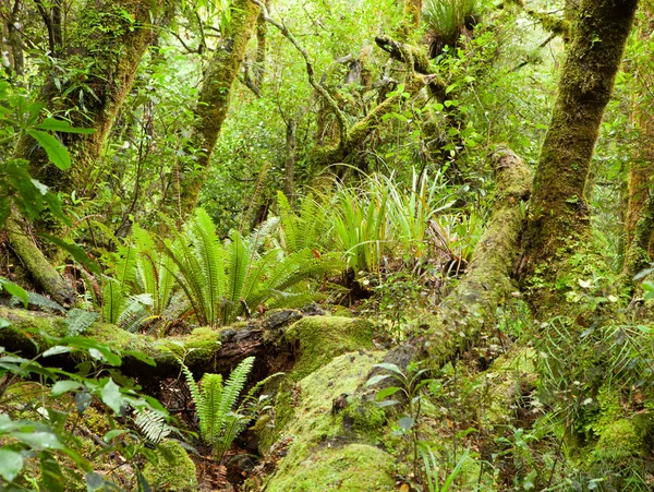 Gemäßigter Regenwald — Stockfoto