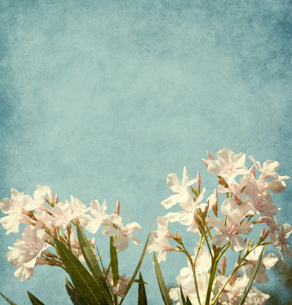 Light pink  flowers of oleander — Stock Photo, Image