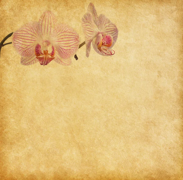 Old worn paper with orchid — Stock Photo, Image