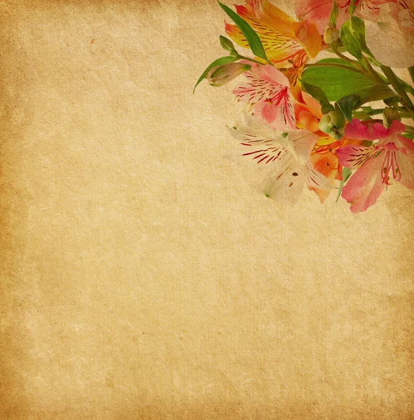 Papel viejo con alstroemeria . —  Fotos de Stock