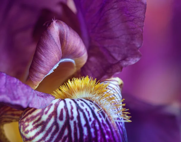 Makroaufnahme einer lila Iris. — Stockfoto