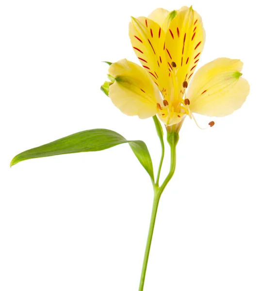 Желтый цветок Alstroemeria — стоковое фото