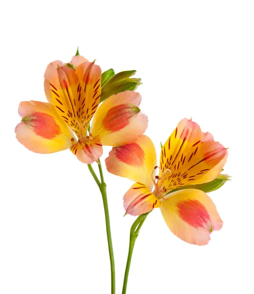 Dos flores de Alstroemeria — Foto de Stock