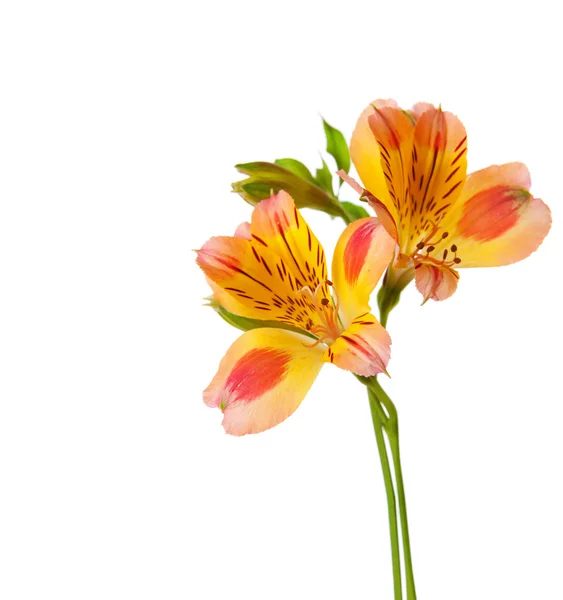 Zwei Blüten der Alstroemeria — Stockfoto