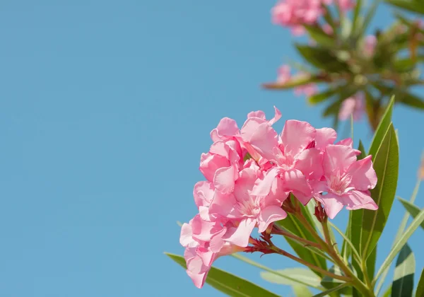 Pink flowers of oleander — Stock Photo, Image