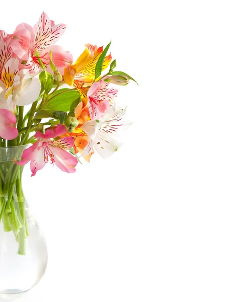 Alstroemeria bloemen — Stockfoto