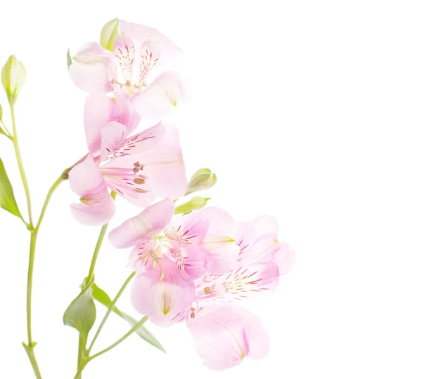 Nätta rosenröda blommor — Stockfoto