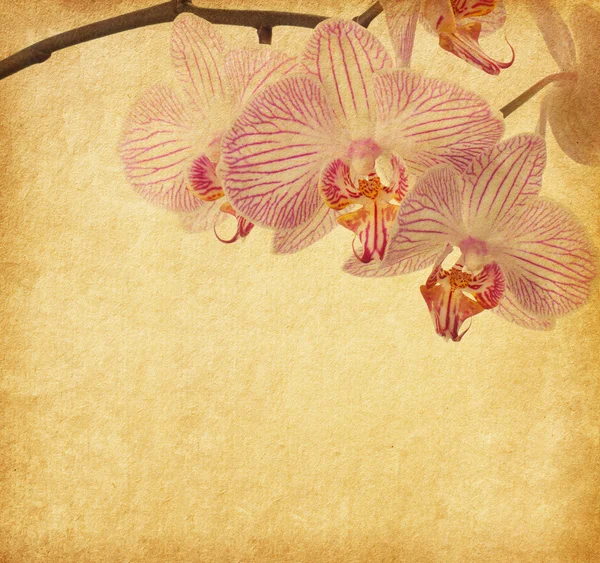 Fundo de papel velho com orchid — Fotografia de Stock