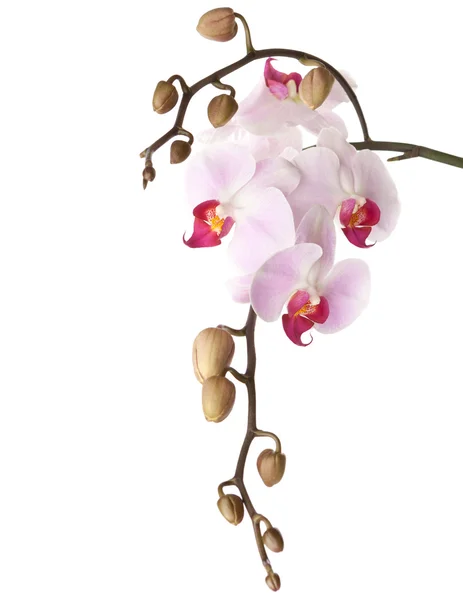 Orchidee — Stockfoto