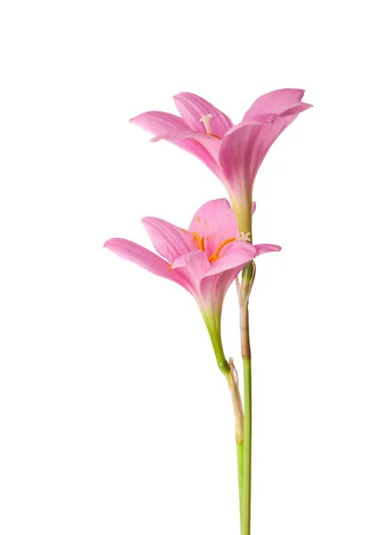 Två rosa lily — Stockfoto