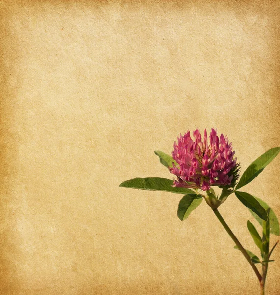 Old paper with Clover flower. Royalty Free Stock Photos