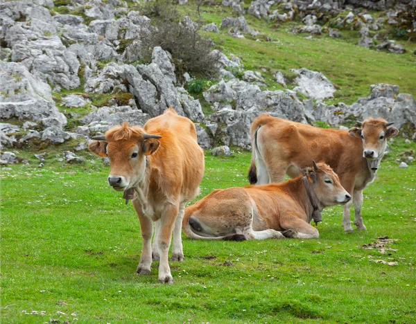 Three calf in a pasture — Stock Photo, Image