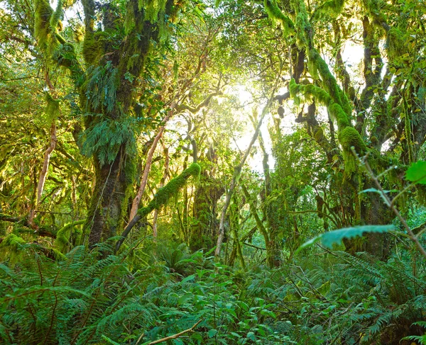 Temperate hutan hujan — Stok Foto