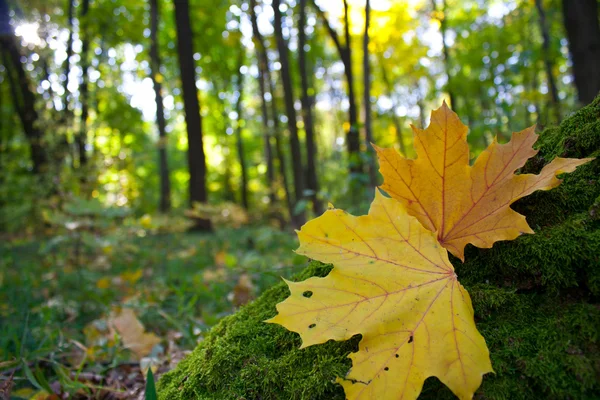 Arka plan bir sonbahar ormanda sarı yaprak