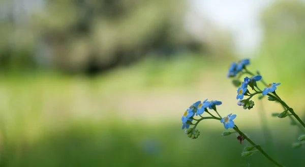 Doğa. Mavi çiçekler.