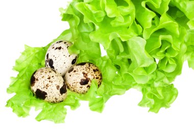 bıldırcın yumurtası ile taze yeşil marul salatası