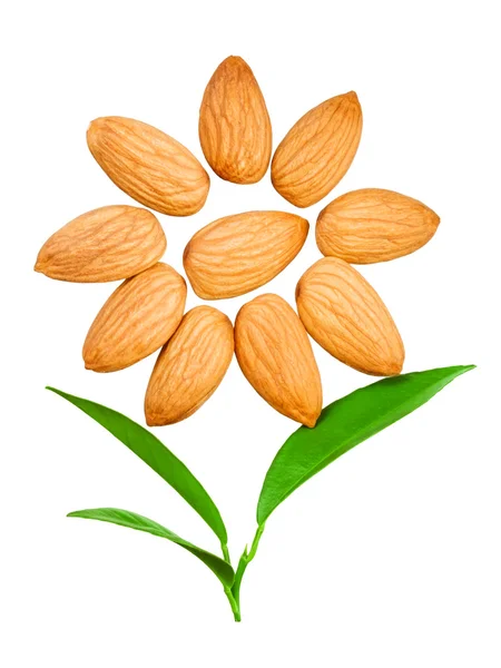 Almonds in the shape of a sun with a leaves — Stock Photo, Image