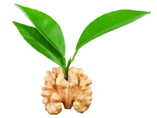 Walnut with a leaves — Stock Photo, Image