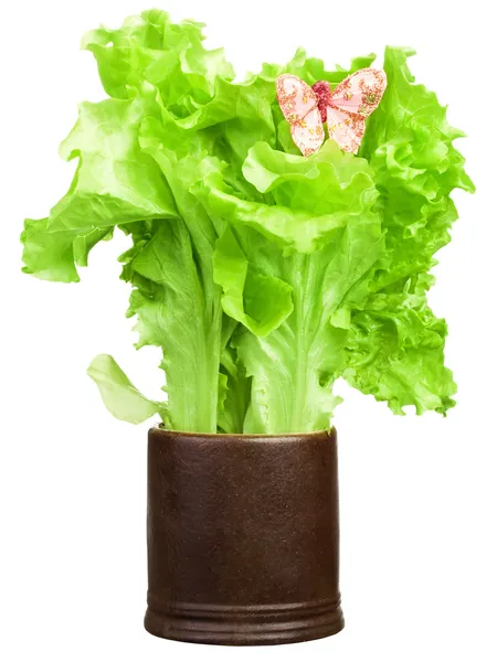 Green lettuce salad with a butterfly in brown cup — Stock Photo, Image