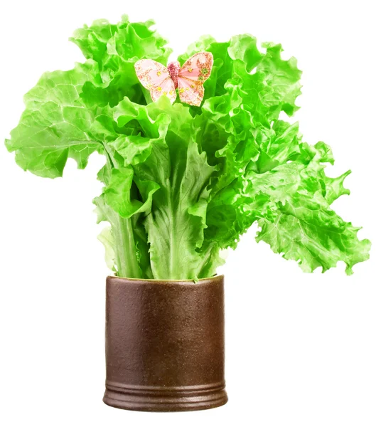 Green lettuce salad with a butterfly in brown cup — Stock Photo, Image