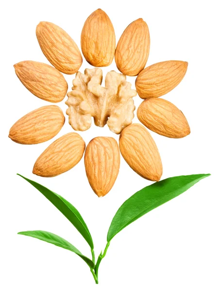 Almonds in the shape of a sun with a leaves — Stock Photo, Image