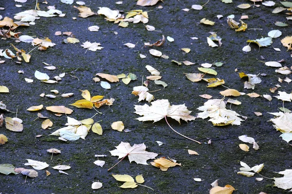 Maple Leaves on Asphalt — Stock Photo, Image