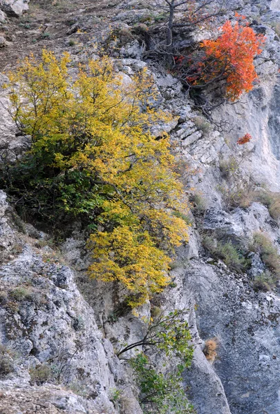山植物在秋天 — 图库照片
