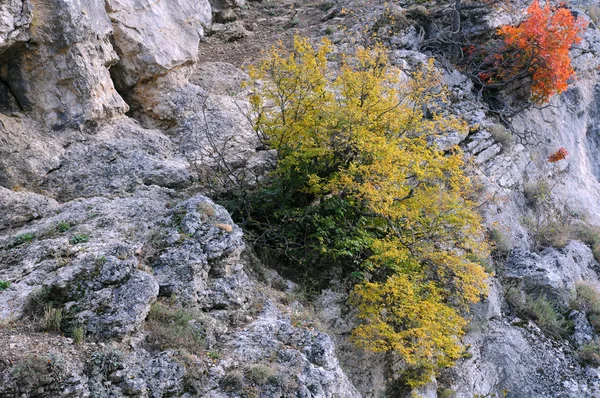 Planten in het Balkangebergte — Stockfoto