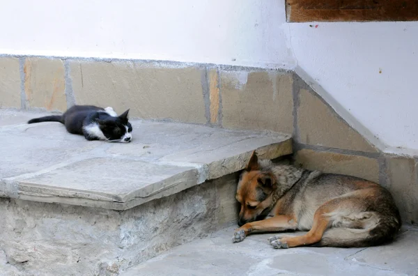 Katze und Hund — Stockfoto