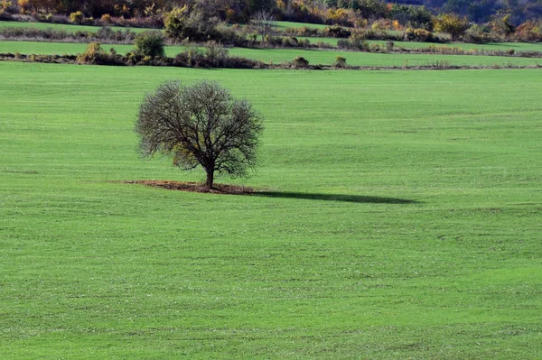 Lone Tree in the Field — Stock Photo, Image