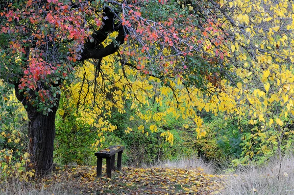 Скамейка под деревом осенью — стоковое фото