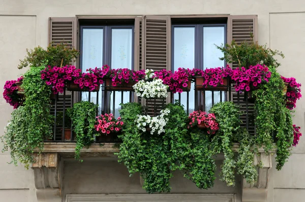 Garten auf dem Balkon — Stockfoto