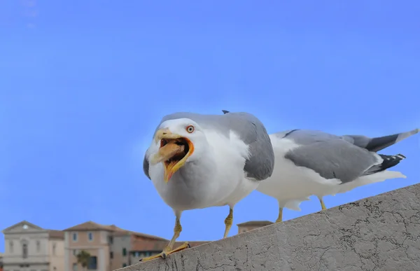 La mouette attrape un morceau de pain — Photo