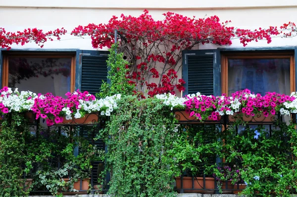 Balkon ogród w kwiat — Zdjęcie stockowe