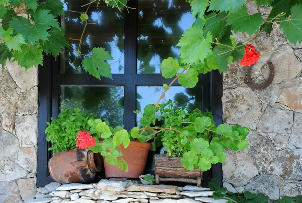 Ablak és növények — Stock Fotó