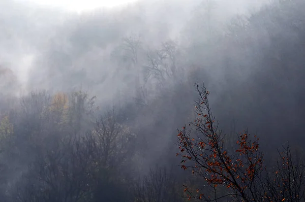 Нечіткий Розмитий Туманний Вид Дерева Кущі Чагарники Пагорбі Густому Тумані Стокова Картинка