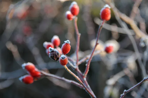 Красные Замороженные Брусники Осенью — стоковое фото