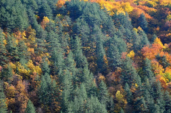 Closeup View Woods Hill Fall — Stock Photo, Image