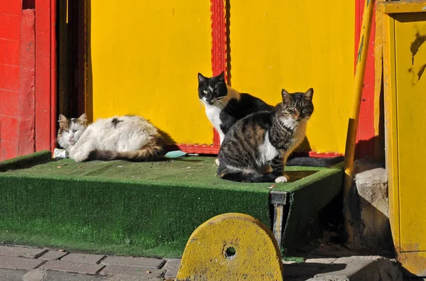 Drei Streunende Katzen Gegen Rot Gelbe Hauswand — Stockfoto