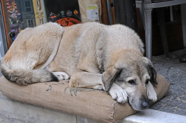 Stray Dog Comfortably Lies Mat Cafe Doorway Istanbul Turkey — Stock Photo, Image