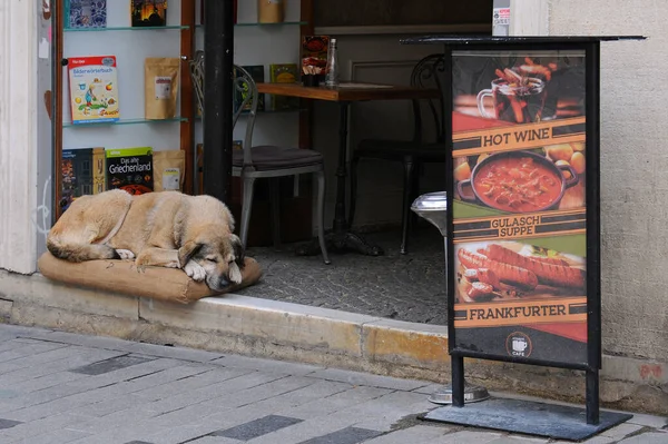Istanbul Turkey January 2022 Stray Dog Comfortably Lies Mattress Cafe — Stock Photo, Image