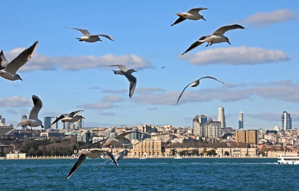 Zeemeeuwen Die Vliegen Tegen Achtergrond Van Wolkenkrabbers Stad Istanbul Turkije — Stockfoto