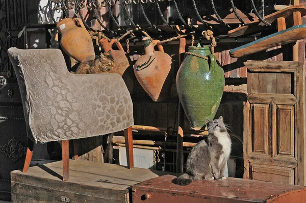 Kedi Arka Planda Vinatge Eşyalar Ile Mobilyada Oturuyor — Stok fotoğraf