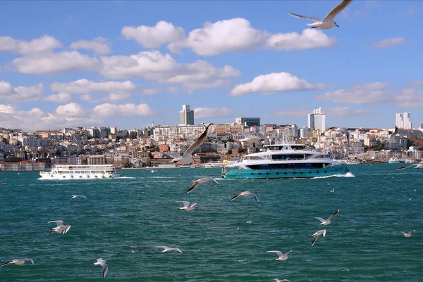 Istanbul Turkey Januari 2022 Kudde Zeemeeuwen Die Vliegen Tegen Achtergrond — Stockfoto