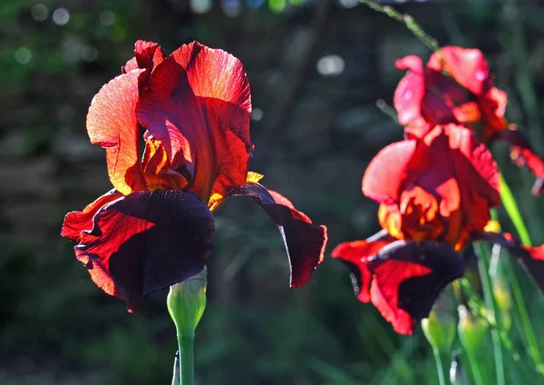 Verlichte Irissen Tuin Late Namiddag — Stockfoto
