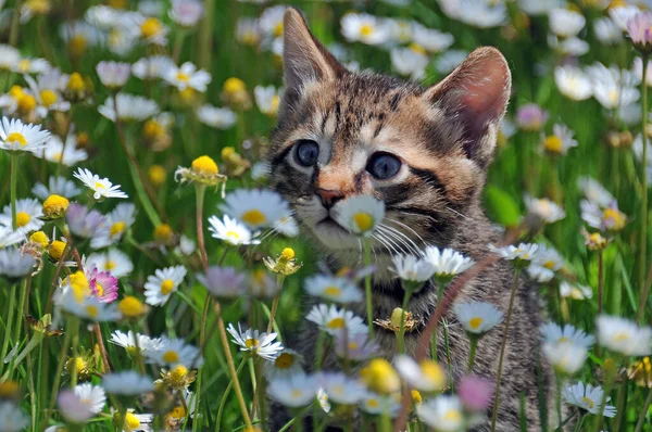 Kleines Kätzchen Unter Wilden Gänseblümchen Sommer — Stockfoto