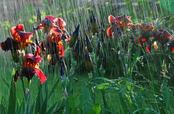 Verlichte Bruine Bebaarde Irissen Onder Zware Regen — Stockfoto