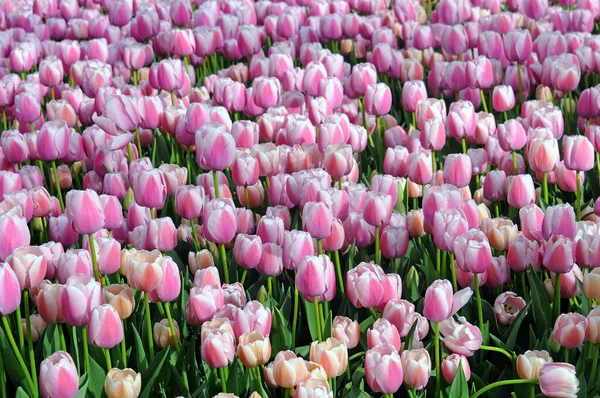 Close Afbeelding Van Roze Tulpen Gulhane Park Itanbul Turkije — Stockfoto