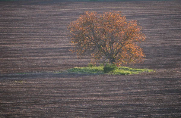 Einsamer Baum Auf Dem Pflügen Bei Sonnenuntergang — Stockfoto